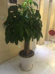 -银座Calla