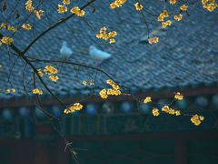 -西安大兴善寺
