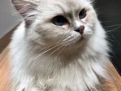-瞄一喵猫咖(格力海岸店)