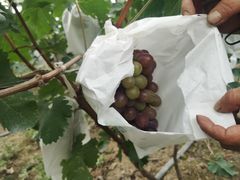 -马陆小张葡萄园农家乐