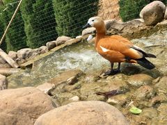 -五龙山野生动物王国
