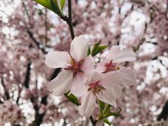 -中央广播电视塔