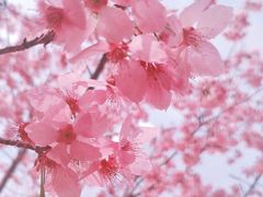 -绵阳盛世樱花悠乐谷