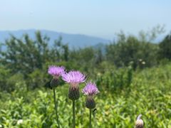 -阳台山自然风景区