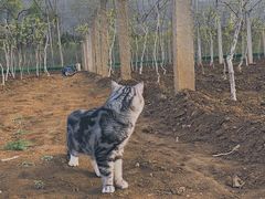 -佳怡动物医院·平价24小时·猫专科骨外科