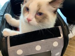 -猫大福·Fortune Cat猫舍(百子湾店)