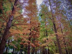 -广州市帽峰山景区