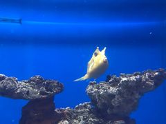 -烟台海昌鲸鲨海洋公园