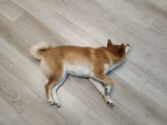 -柴迷FANS CLUB·柴犬狗咖·猫咖