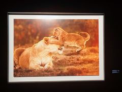 -罗红摄影艺术馆