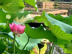-郭庄茶室