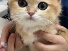 -瑞派康怡24h宠物医院·犬猫医疗中心·微创绝育(瑞景分院)