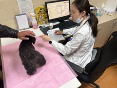 -北京观赏动物医院·24小时大型综合·猫专科·异宠专科