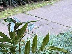 -杭州植物园