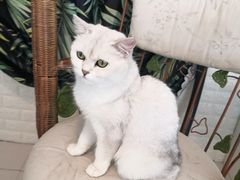 -平行世界·猫咖(首经贸店)