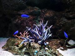 -暹罗海洋世界