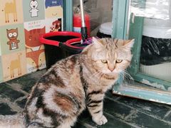 -喵屿·大理花园猫咖