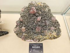 -中国地质博物馆