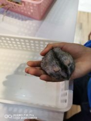 -Moni星球萌宠·小马宝莉·灵蛇·高端高阶全萌宠互动体验俱乐部(红豆国际广场店)