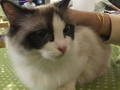 -吉丁鸟咖·异宠·寄养