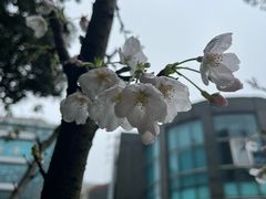 -圣爵菲斯大酒店(长沙世界之窗店)