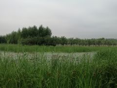 -东郊湿地公园