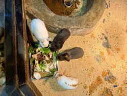 -未来动物城主题公园(正弘城店)