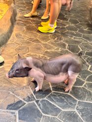 -Zoolung Zoolung动物主题公园(海信广场店)