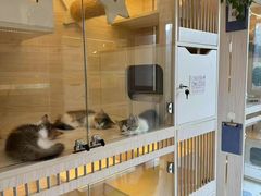 -柚子猫舍·精品猫舍购猫·猫咪认养·购宠·宠物店