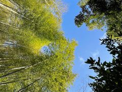 -广州市石门国家森林公园
