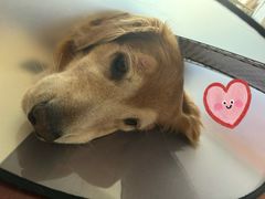 -爱侣宠医·鹦鹉专科·小型哺乳类·异宠专科(灵石路店)