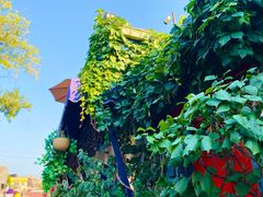 -Sirena海妖日咖夜酒