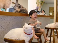 -有猫主题·治愈系猫咖(曾厝垵店)