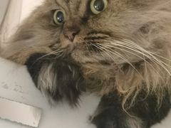 -瑞派动物医院·猫专科·至诚(江南中分院)