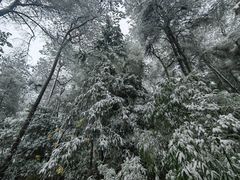 -铁山坪森林公园