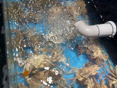 -苏格里岛自助烤肉海鲜火锅(成都金牛万达店)