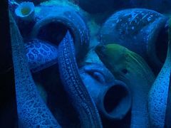 -太平洋海底世界