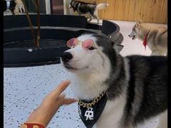 -Husky Go!哈士奇体验馆·宠物咖啡厅狗咖