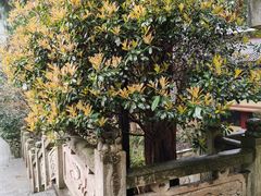 -都江堰普照寺