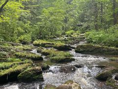 -汤旺河林海奇石景区
