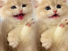 -lincat·猫舍(广州店)