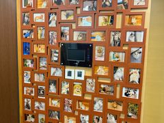 -猫十亿·布偶金渐层·曼基康矮脚猫舍(青年路店)