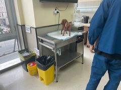 -爱派特动物医院·全科诊疗中心