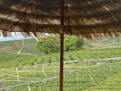 -龙坞茶村