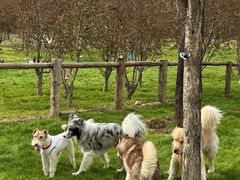 -爪吧宠物乐园 (温榆河示范区店)