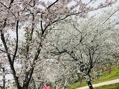 -天王浮山樱花园