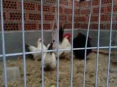 -观桥阁(锦溪店)