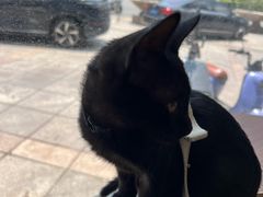 -宠颐生宠物医院·犬猫全科·皮肤科(商业街店)