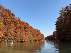 -上海海湾国家森林公园