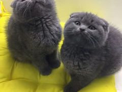 -喵zoo家庭繁育猫舍(尖东智能花园店)